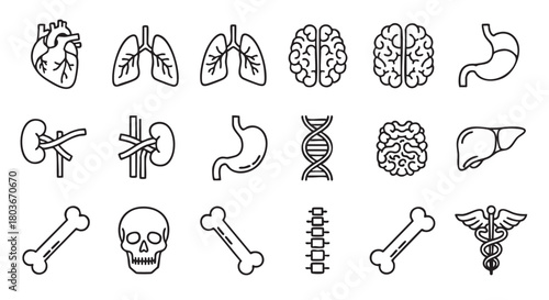 Human anatomy line icons depicting organs bones and skull diagram