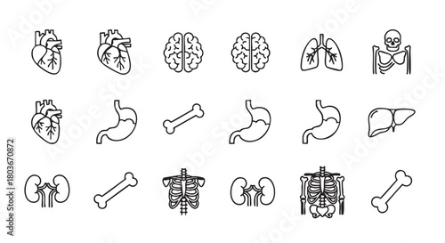Human Anatomy Line Icons Set with Internal Organs for Medical Designs