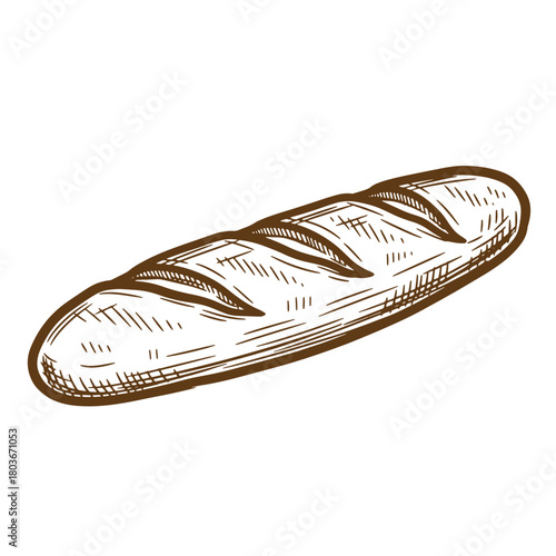 Hand drawn sketch of a freshly baked french baguette bread on white background