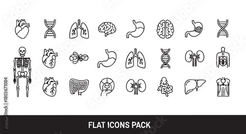 Human anatomy organs and skeleton vector illustration in minimalistic design