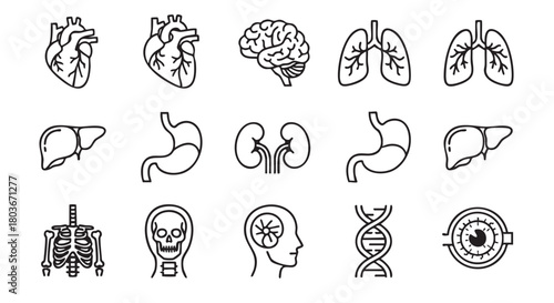 Human Anatomy Outline Icons Seamless Pattern Medical Educational Background