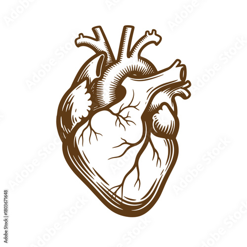 Detailed sketch illustration of a human heart anatomical organ isolated on white background