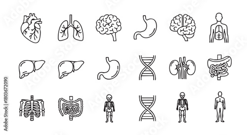 Human internal organs vector set medical icons on white background