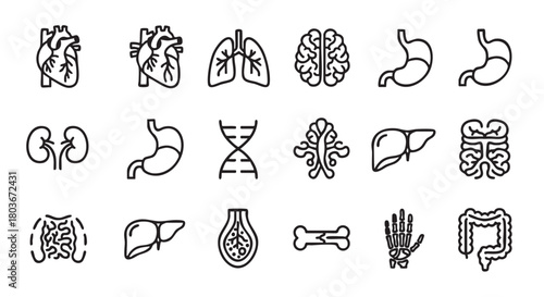 Human Organs Line Icons set Medical Vector Illustration Anatomy Collection