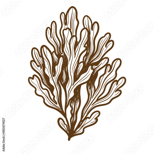 Vector illustration of a brown seaweed plant in a simple sketch vintage art style
