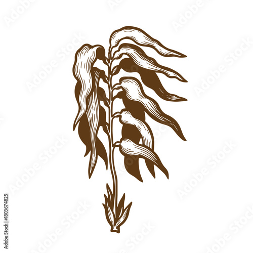 Vintage sketch illustration of brown kelp seaweed isolated on white background