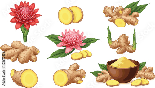Ginger plant illustration, rhizome slices, powdered ginger, red and pink flowers, herbal ingredient, culinary use, botanical art, isolated