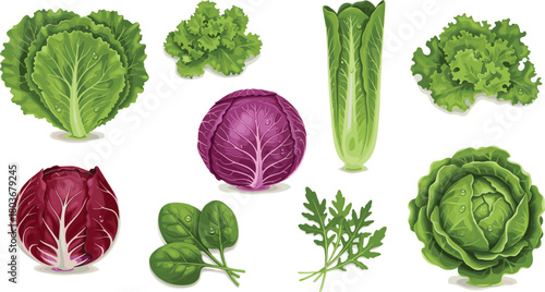 Leafy vegetables collection, green lettuce, romaine, spinach, parsley, cabbage, radicchio, arugula, healthy greens, organic produce, nutrition, freshness