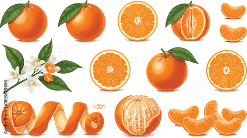 Orange fruit collection, citrus slices, peeled segments, botanical illustration, fresh produce, healthy food, juicy texture, organic design, nature elements, vitamin C