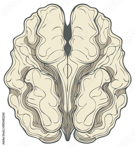 Detailed Human Brain Illustration Top View Medical Anatomy Neuroscience Concept Art