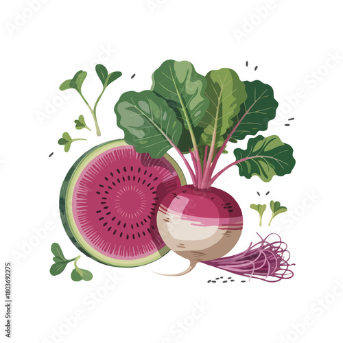 Freshly harvested vibrant beetroot and slice of watermelon with green leaves and sprouts isolated on white background