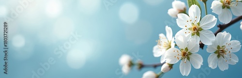 Close up of white cherry blossoms on a blurred blue background. Spring flowers bloom on tree branches. Gentle floral pattern with bokeh lights. Fresh nature scene for ads.