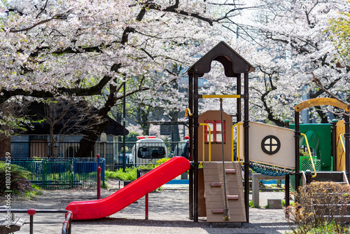 Urban park scene in spring: An empty children's playground surrounded by beautiful Sakura blooms, suggesting a tranquil moment and springtime relaxation.