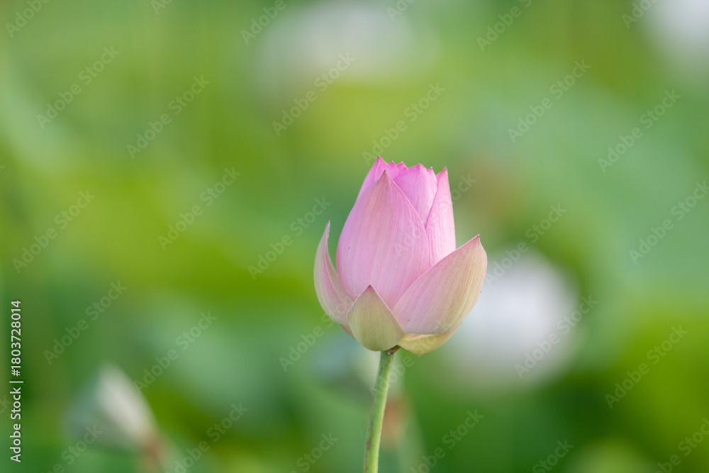 Obraz premium 美しい蓮の花