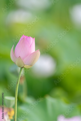 美しい蓮の花