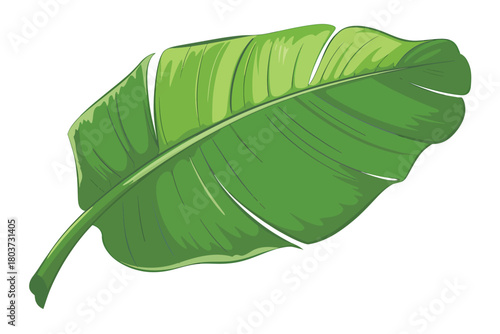 Vibrant green banana leaf illustration detailed vector drawing isolated on white background for tropical designs