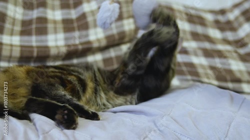 A striped fluffy cat is playing with a toy on the couch. A curious playful kitten.