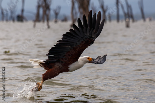 Águila Pescadora Africana alzando el vuelo con un pez recién pescado sobre las aguas del Lago Naivasha, Kenia.