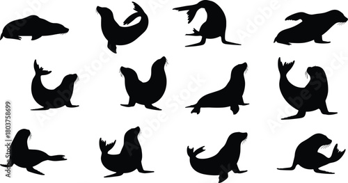 Illustration of silhouette collection of seals isolated on set of various seal poses sea animal silhouettes vector illustration of seals in different positions