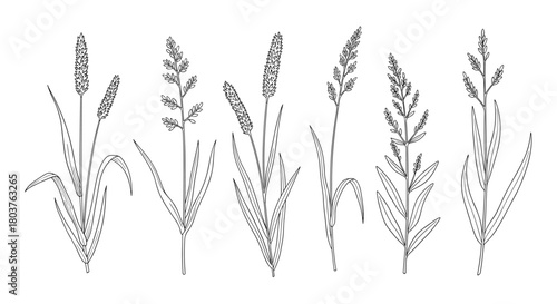 A collection of hand-drawn black and white illustrations of various types of grasses and wildflowers.