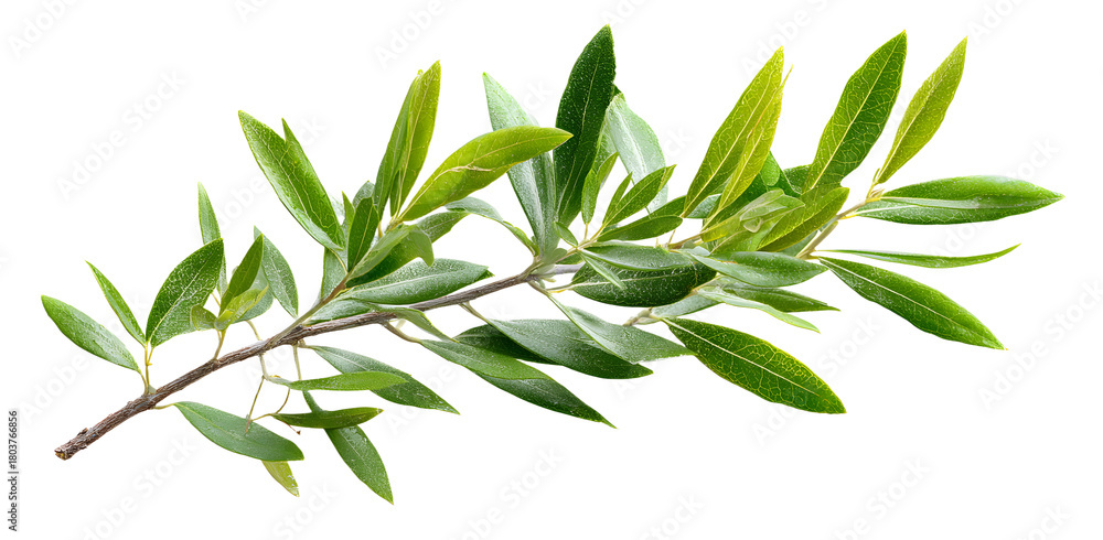 Fototapeta premium olive tree, twig with fresh green leaves isolated on white background, clipping path