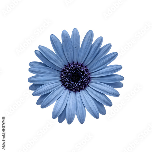 Blue daisy flower isolated on the transparent background, minimalist floral art, single bloom, modern nature decor