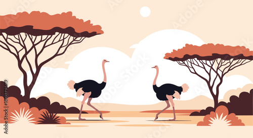 Two ostriches walking across a savanna landscape with acacia trees and distant hills.