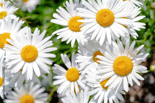 A vibrant cluster of daisies fills the frame, showcasing their pure white petals and bright yellow centers