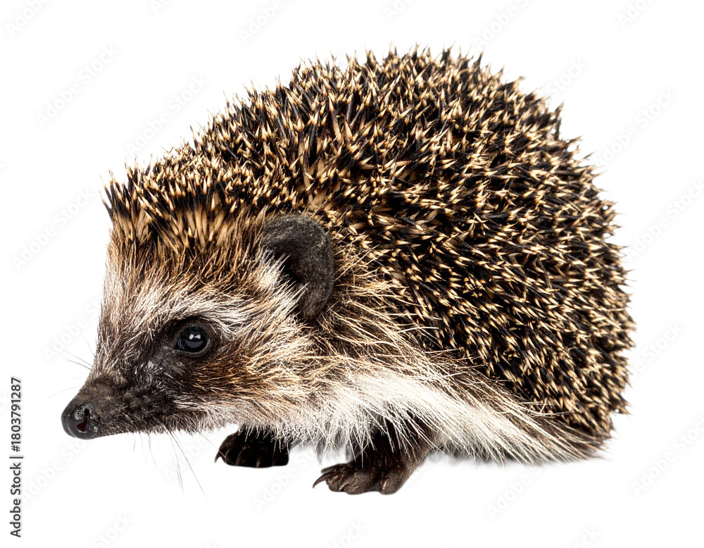 Fototapeta premium Hedgehog isolated on white background, transparent PNG