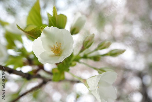 植物　春　白い花