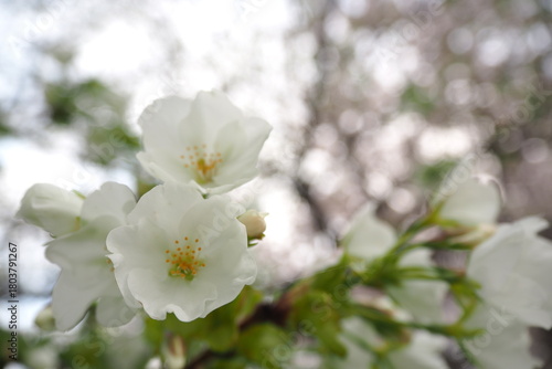 植物　春　白い花
