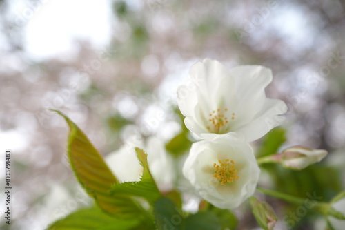 植物　春　白い花