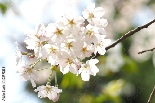 植物　春　ピンクの花