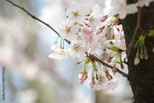 植物　春　ピンクの花