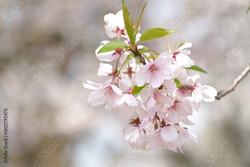 植物　春　ピンクの花