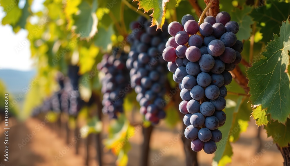 Obraz premium Close up shot shows grapes growing on vines in vineyard row during sunny day. Bunches of grapes mature. Harvest season is here. Rows of vines extend, landscape is amazing.