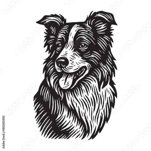 A beautifully detailed black and white portrait of a happy Border Collie, rendered in a classic woodcut or engraving art style, showcasing the loyal sheepdog's friendly expression