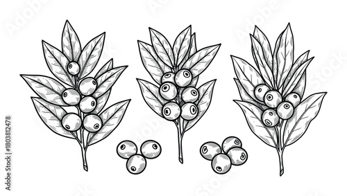 Coffee branch with leaves and berries outline vector. Nature elements for decorations.