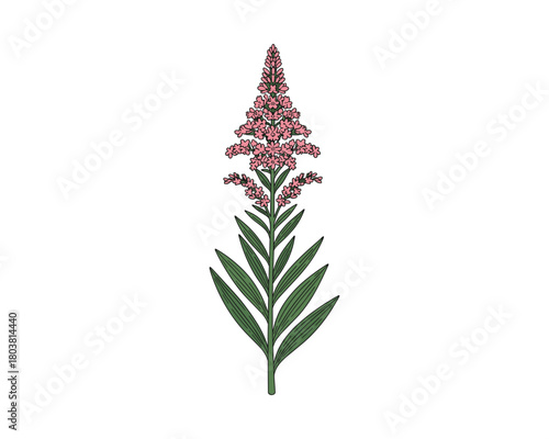 Fireweed twig illustration. Floral fireweed illustration with pink flowers and green leaves.