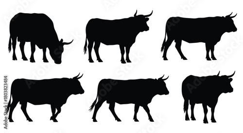 Silhouette of various cows isolated on, showing different poses and angles of the animal