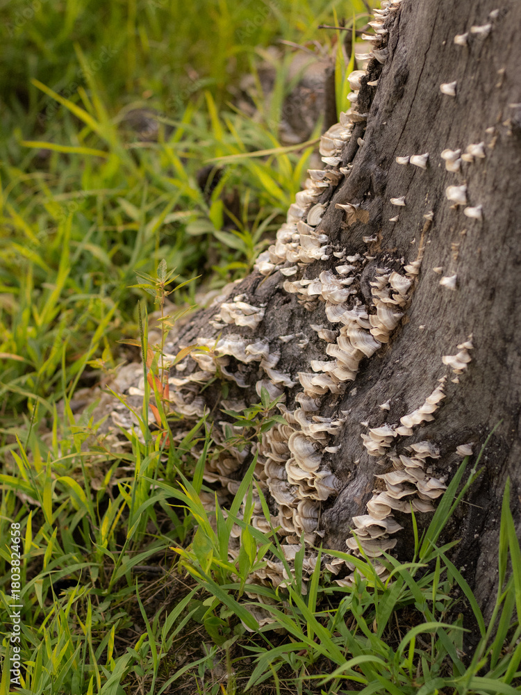 Fototapeta premium Mushrooms Growing on a Tree Stump