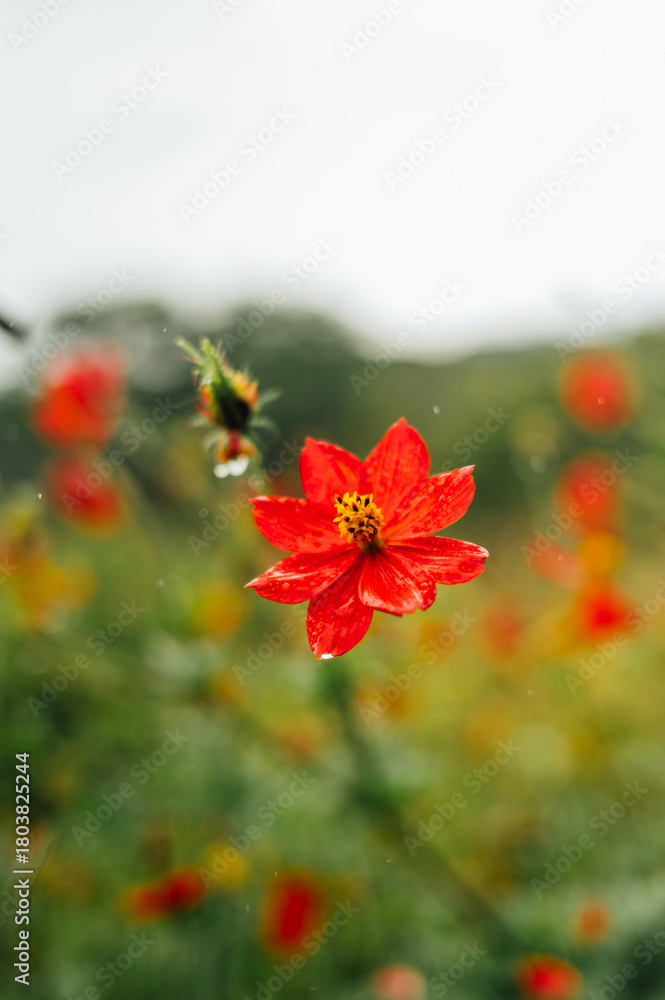 Fototapeta premium Red cosmos flower (Cosmos sulphureus) in Monteverde, Costa Rica