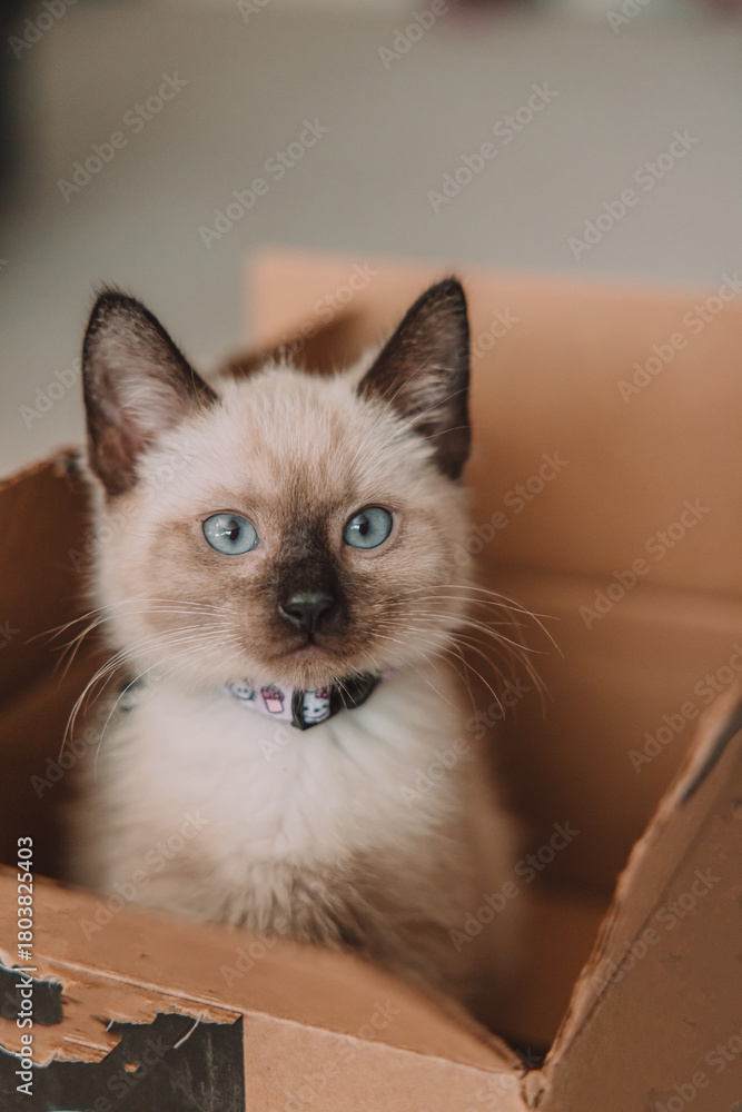 Fototapeta premium Siamese kitten in a brown box