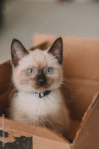 Siamese kitten in a brown box