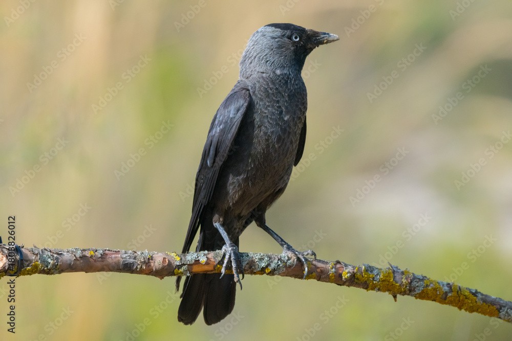 Fototapeta premium Crow on tree branch. western jackdaw (Coloeus monedula).