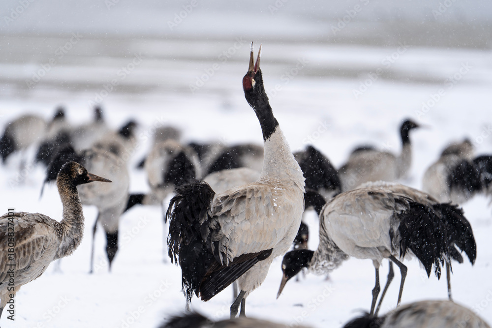 Obraz premium Black-necked Cranes in Heavy Snow at Dashanbao Highland Wetland, Yunnan China