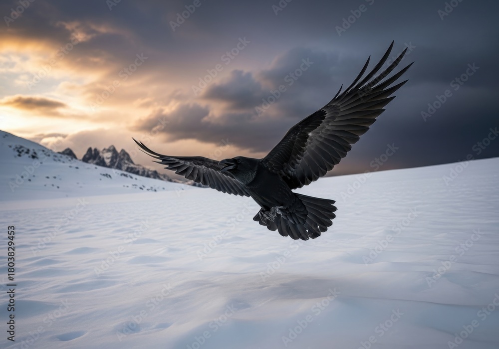 Naklejka premium Raven flying over snowy field with distant mountain