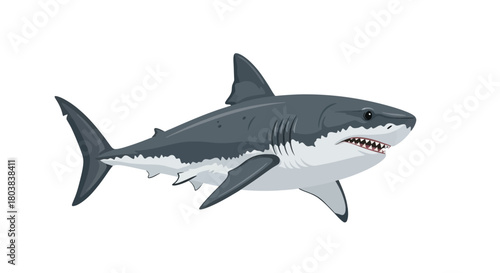 Shark Illustration Powerful Ocean Predator with Sharp Teeth