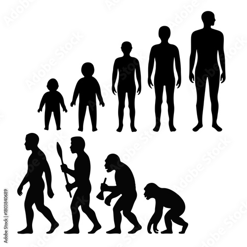 Human evolution stages from ape to modern man silhouette