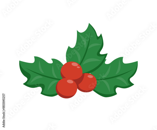European Holly, Ilex aquifolium, leaves and fruit. Merry christmas and xmas, holly tree sign vector graphics. Winter